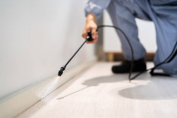 Licensed Rodent Control service in North Pembroke, MA - Nex Pest Control